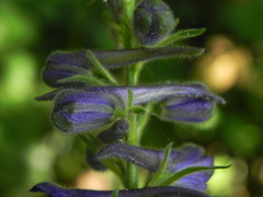 Delphinium fissum