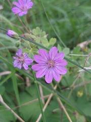 Geranium pyrenaicum