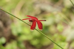 Neurothemis manadensis