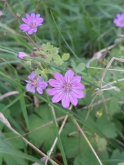 Geranium pyrenaicum