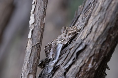 Spodoptera litura