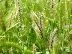Hordeum murinum leporinum