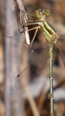 Lestes barbarus