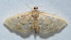 Herpetogramma aeglealis