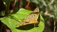 Argynnis pandora