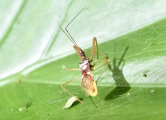 Epidaus famulus