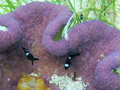 Dascyllus trimaculatus