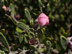 Eriostemon australasius