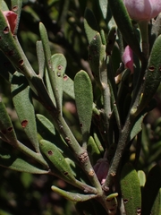 Eriostemon australasius