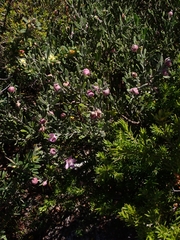 Eriostemon australasius