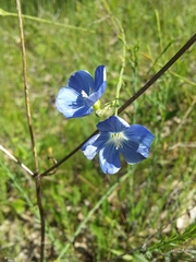 Linum marginale