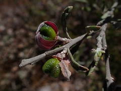 Eriostemon australasius