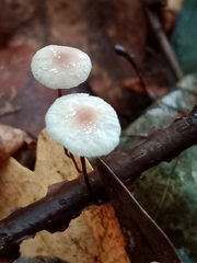 Mycetinis scorodonius