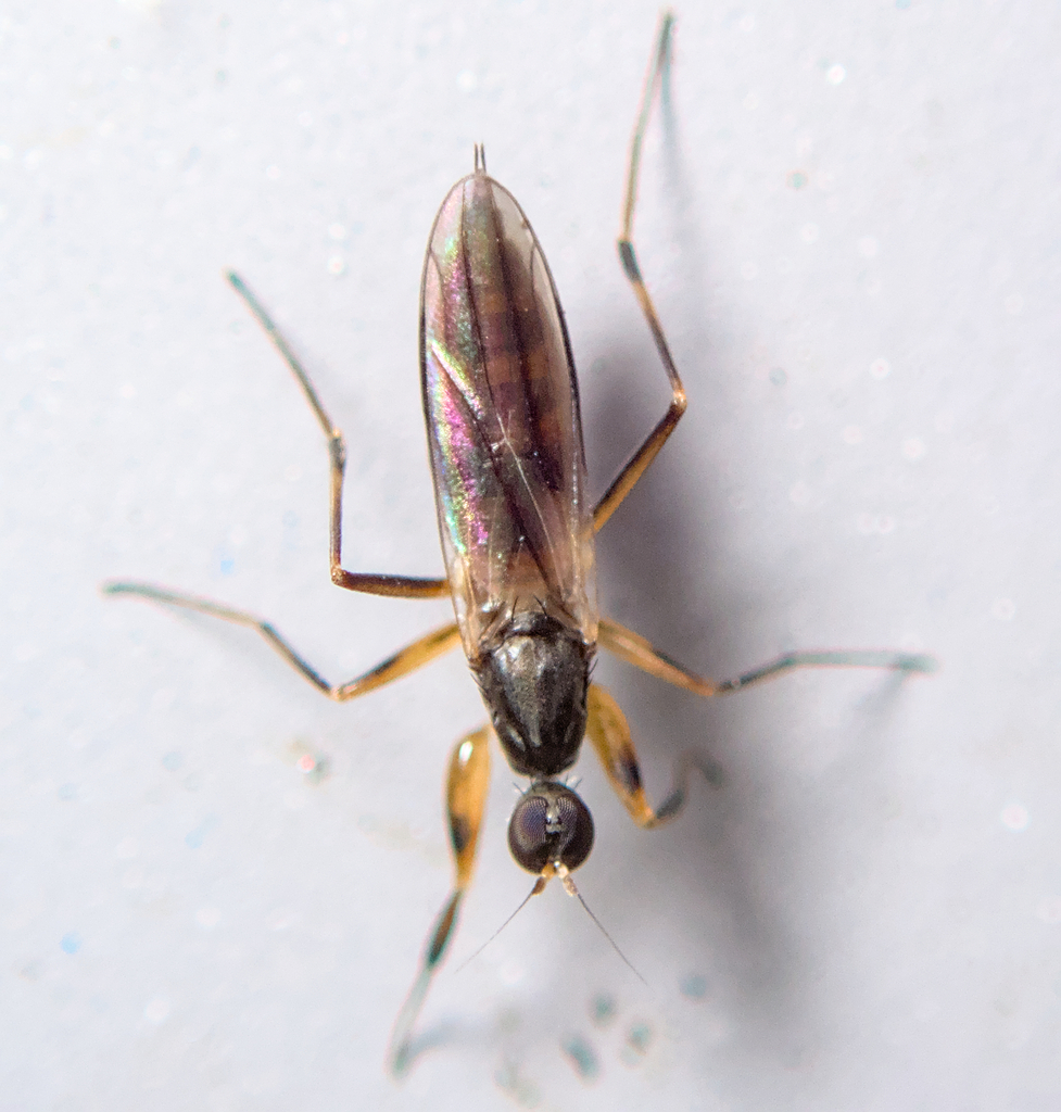 Tachydromiinae