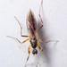 Tachydromiinae - Photo (c) Kim Falck, some rights reserved (CC BY-NC), uploaded by Kim Falck