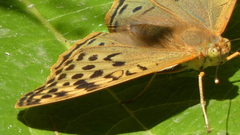 Argynnis pandora