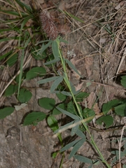 Trifolium rubens