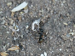 Camponotus aeneopilosus