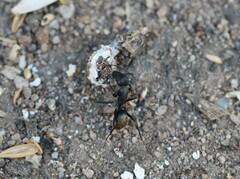 Camponotus aeneopilosus