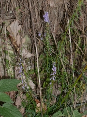 Anarrhinum bellidifolium
