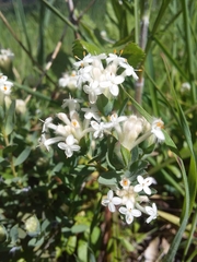Pimelea humilis