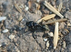 Camponotus aeneopilosus