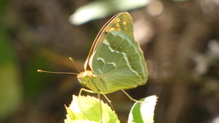 Argynnis pandora