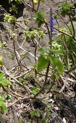 Coleus