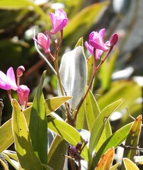 Dendrobium kingianum