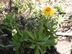 Xerochrysum bracteatum