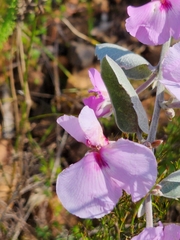 Podalyria sericea