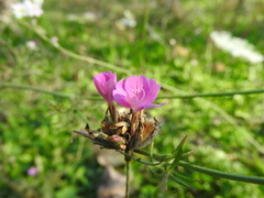 Petrorhagia obcordata