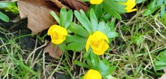 Eranthis hyemalis