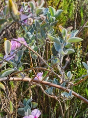 Podalyria sericea