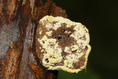 Trichoderma pulvinatum