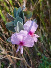 Podalyria sericea