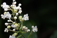 Pollia japonica
