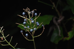 Pollia japonica