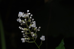 Pollia japonica