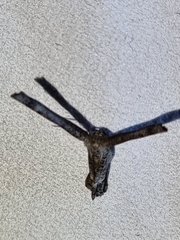 Phazaca interrupta