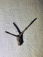 Phazaca interrupta