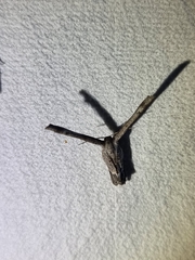 Phazaca interrupta