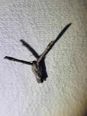 Phazaca interrupta