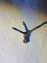 Phazaca interrupta