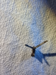 Phazaca interrupta