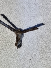 Phazaca interrupta