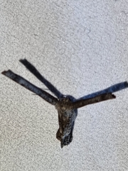 Phazaca interrupta