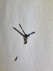 Phazaca interrupta