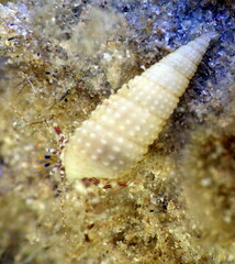 Pagurixus handrecki
