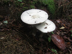 Agaricus sylvicola